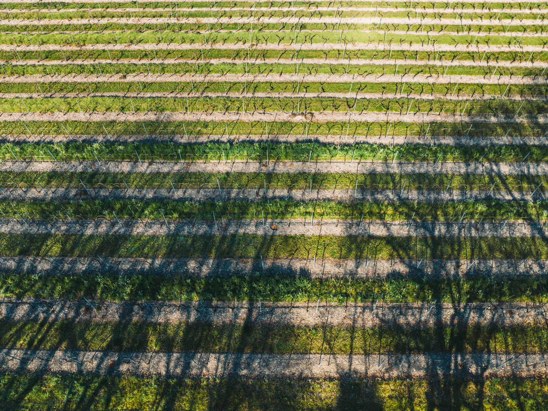 Balade dans les vignes