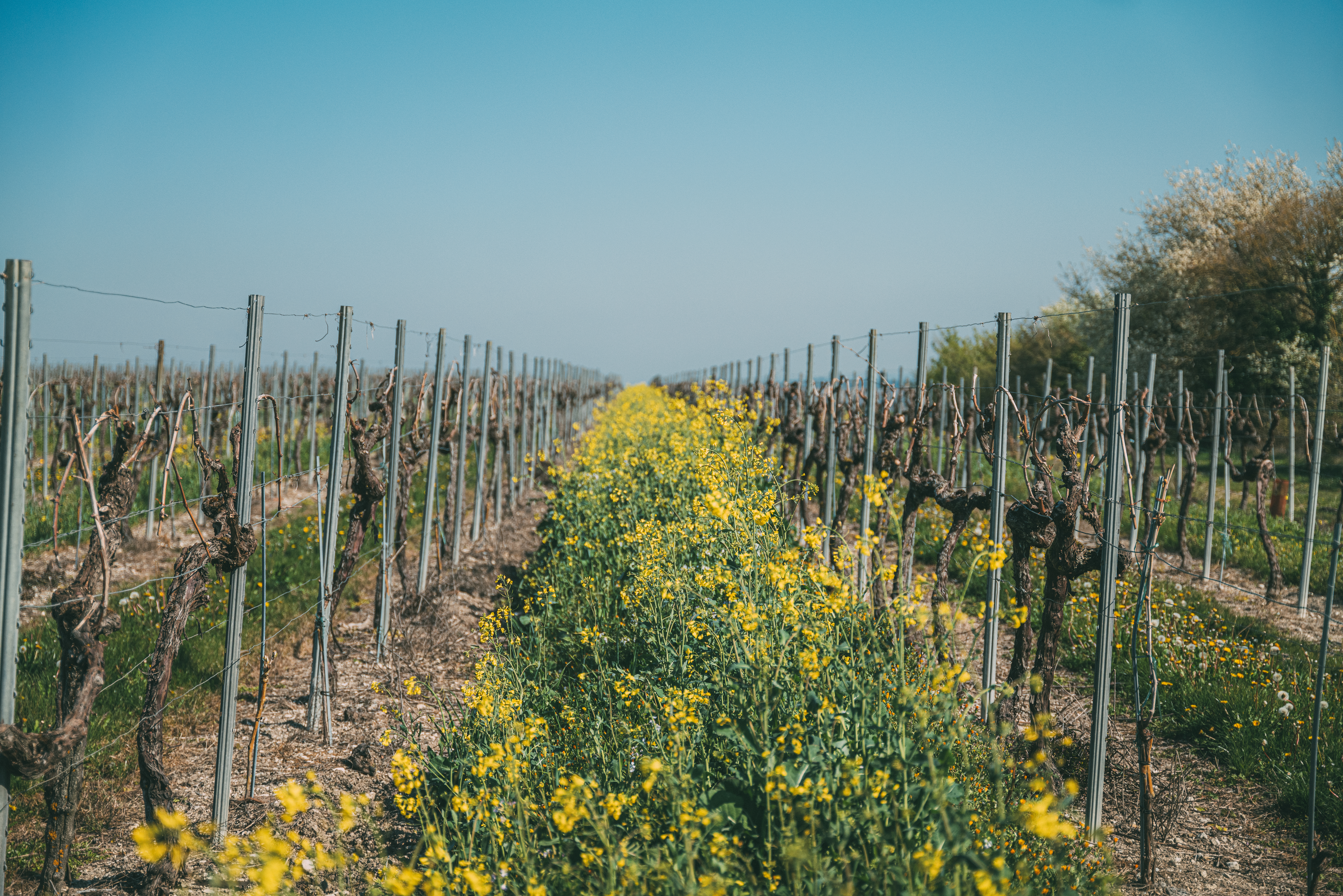 seb_chebassier_photo-7